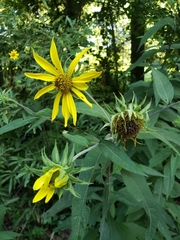 Helianthus resinosus