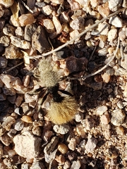 Dasymutilla magna