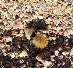Dasymutilla magna