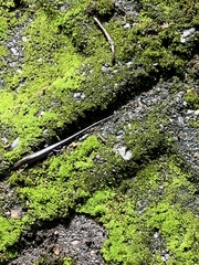 Plestiodon finitimus