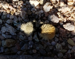 Dasymutilla magna