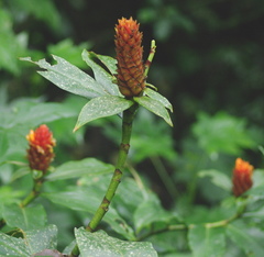 Costus barbatus