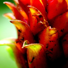 Costus barbatus