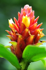 Costus barbatus