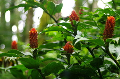 Costus barbatus