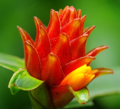 Costus barbatus