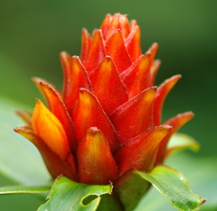 Costus barbatus