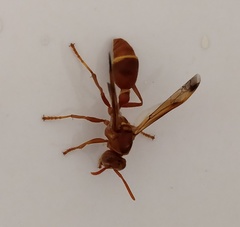 Ropalidia marginata marginata