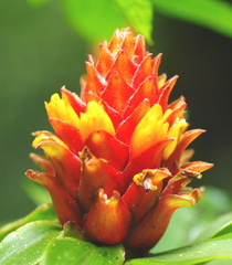 Costus barbatus