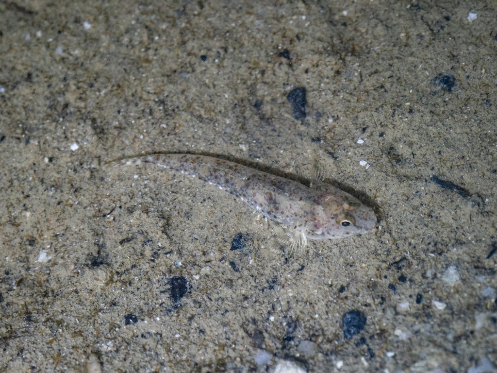 Indo-Pacific tropical sand goby (Favonigobius reichei) — Gobiidae