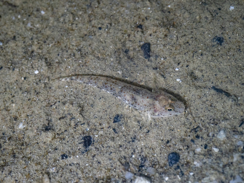 Tropische zandgrondel (Favonigobius reichei) — Gobiidae