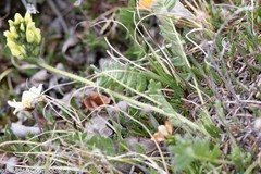 Oxytropis maydelliana