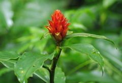Costus barbatus