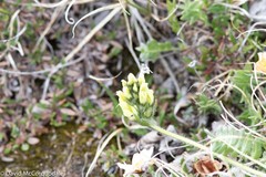 Oxytropis maydelliana