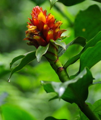 Costus barbatus