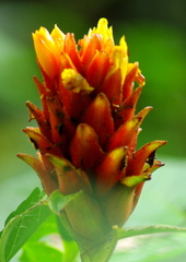 Costus barbatus