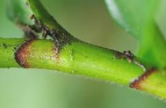 Costus barbatus