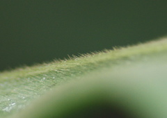 Costus barbatus