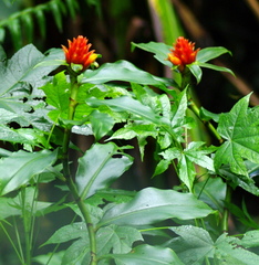 Costus barbatus
