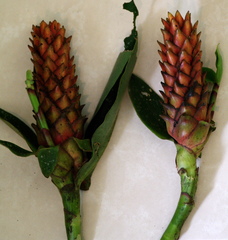 Costus barbatus