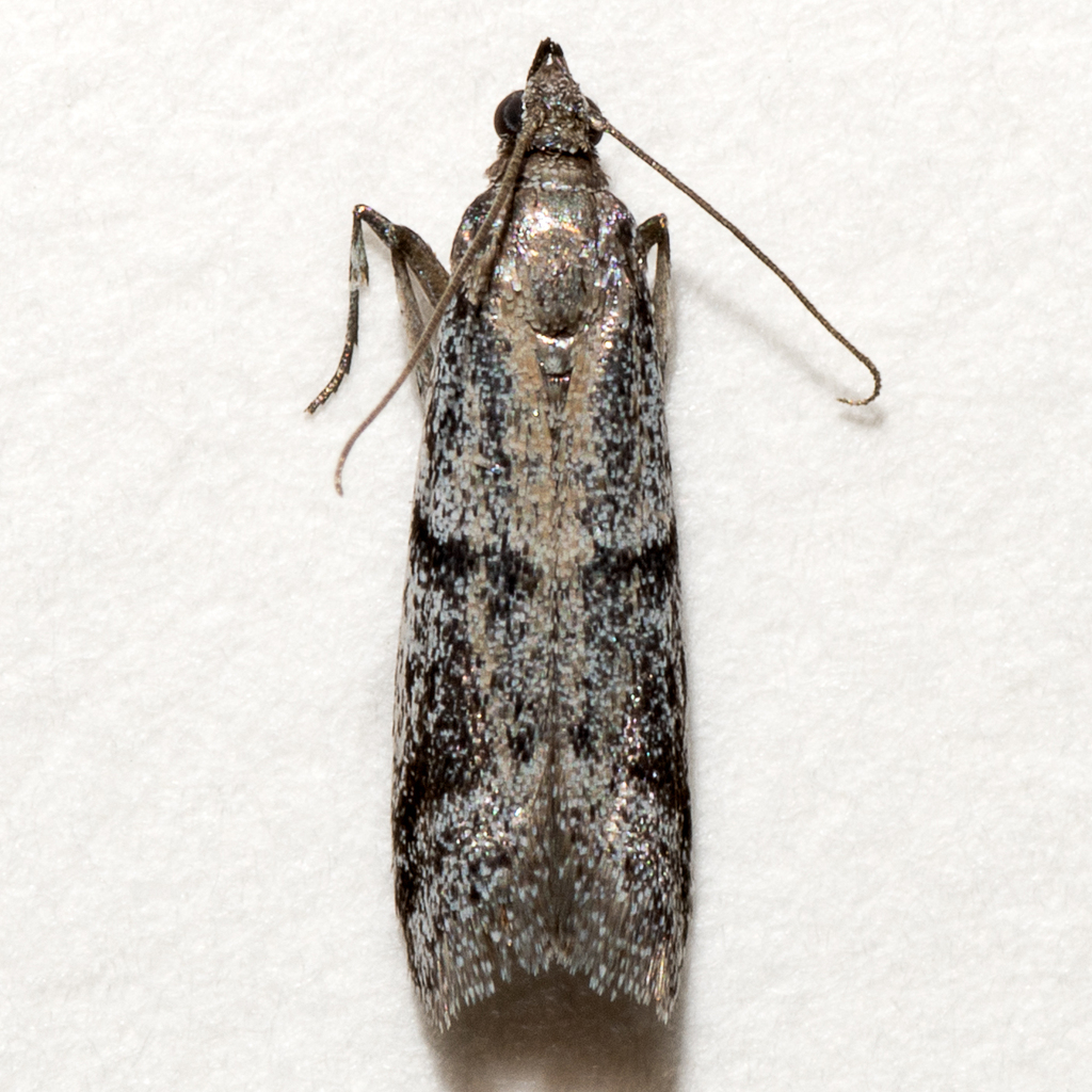 Vitula setonella