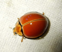 Docimocaria princeps