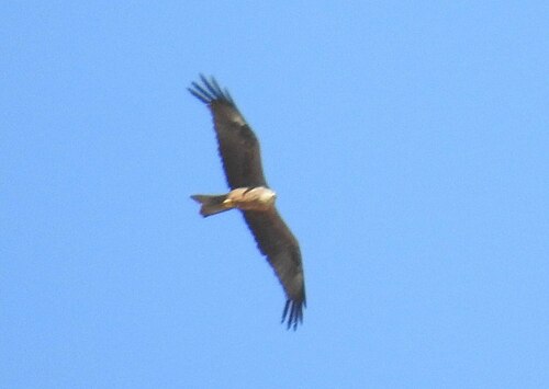 Red Kite