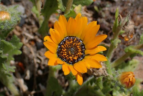 Hairy African Daisy (Arctotis hirsuta)