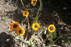 Arctotis hirsuta, photograph author not stated, no rights reserved