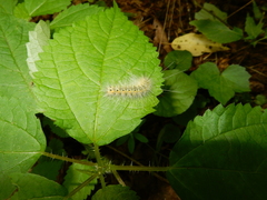 Nola triquetrana