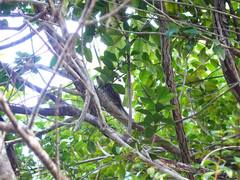 Poodytes punctatus vealeae