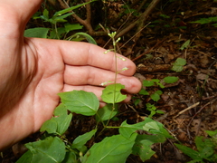 Circaea