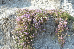 Thymus calcareus