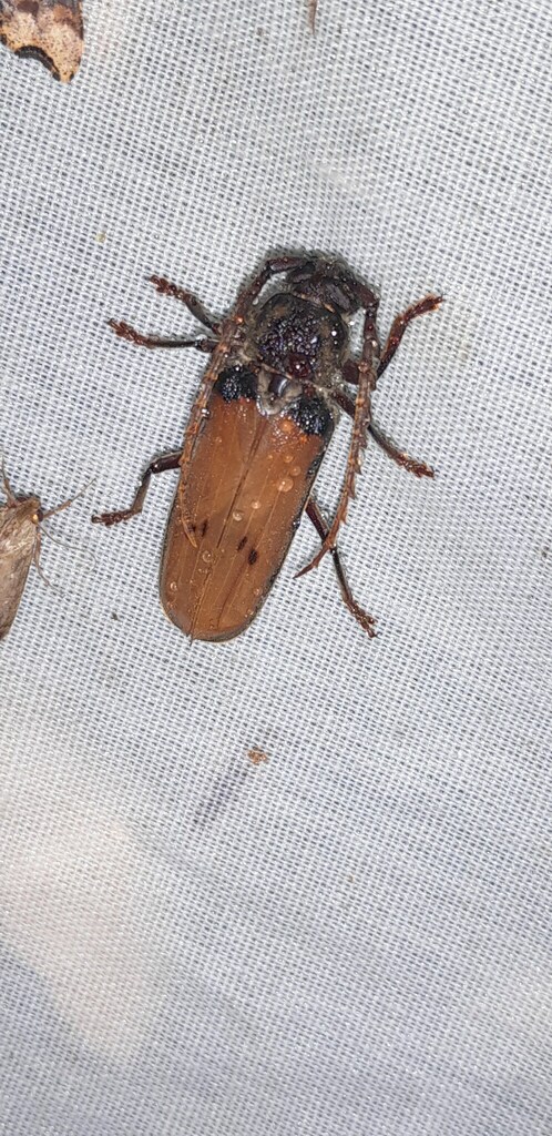 Gigantotrichoderes flabellicornis