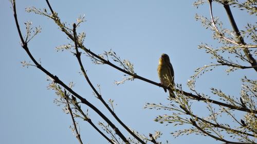 European Serin