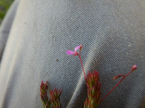 Image of Indigofera filicaulis by (c) James Deacon, some rights reserved (CC BY-SA)