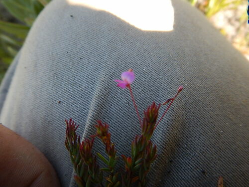 Image of Indigofera filicaulis by (c) James Deacon, some rights reserved (CC BY-SA)
