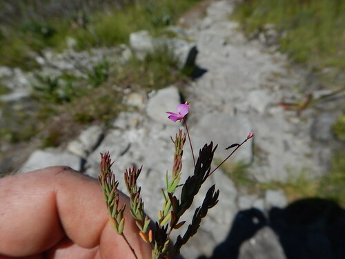 Image of Indigofera filicaulis by (c) James Deacon, some rights reserved (CC BY-SA)