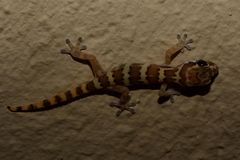 Pachydactylus formosus