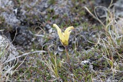 Pedicularis capitata