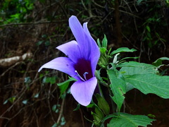 Barleria involucrata