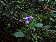 Barleria involucrata