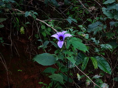 Barleria involucrata