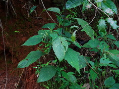 Barleria involucrata