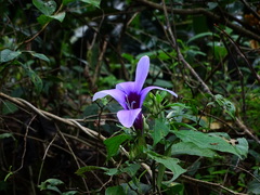 Barleria involucrata