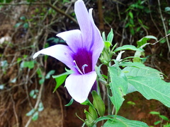 Barleria involucrata