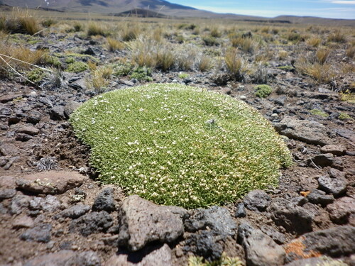 Lithodraba