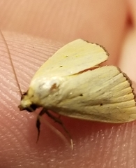 Marimatha nigrofimbria
