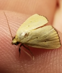 Marimatha nigrofimbria