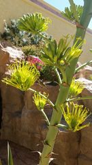 Agave